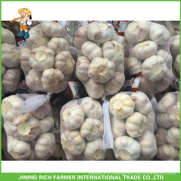 Vente en gros Jinxiang China Hybrid Garlic 5.5CM Mesh Bag En Carton 10KG